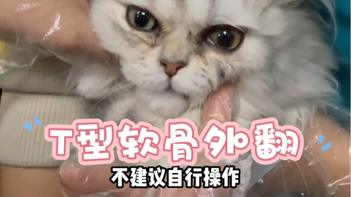 If it’s a third eyelid gland prolapse, embedding is recommended instead of direct excision.