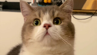 النجدة! يبدو أنه يعلم أنه وسيم جدًا وهو يتجول بالسيارة!