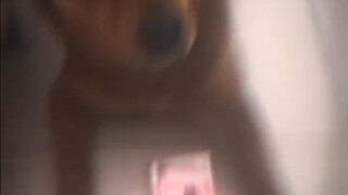 “狗：怎么有人比我还狗”