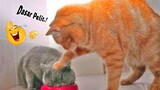 TAHAN TAWA!😂 10 Menit Kompilasi Video Kucing Lucu Banget Bikin Ngakak yang Akan Membuatmu Tertawa