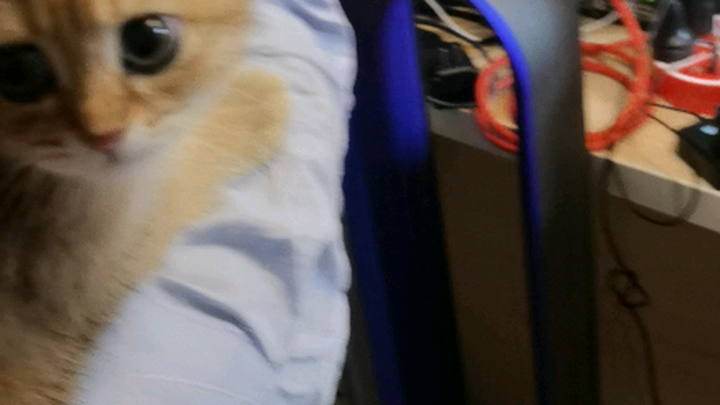 Nhà thầy Thẩm Dật mới đón thêm một bé Kim (đúng vậy, lại là thức khuya cày《