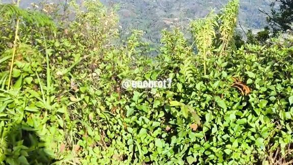 kentut 💨💨💨💨💨