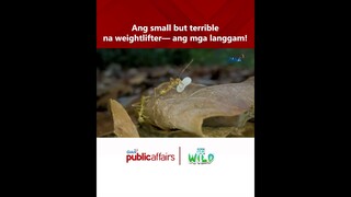 Ang small but terrible na weightlifter— ang mga langgam  | Born to be Wild