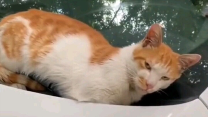 Cat: This car used to be yours; now it’s mine.