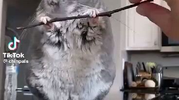 //CUTEEEEEEE😻😻// credits:@chinpals