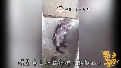 重庆话动物配音第 诶 管他的喔 你们喜欢就好