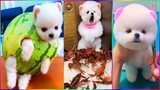 Funny and Cute Dog Pomeranian 😍🐶| Funny Puppy Videos #299