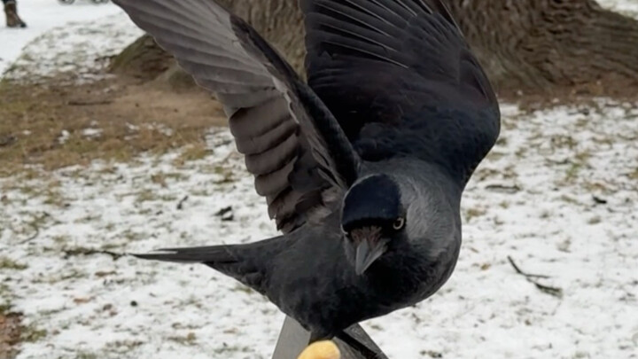 จอมเวทตัวใหม่ยอมจำนนแล้ว