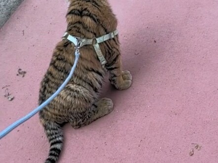 Bayi harimau memanggil, ayo keluar jalan-jalan bersama!