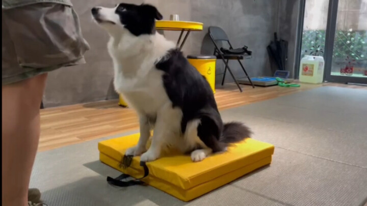 Day 6 of Ye Zi’s Schooling: Hunting Husky + Silent Brain Training!