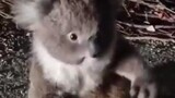 Cute Koala on the road
