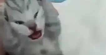 Мем с котом держащимся за голову