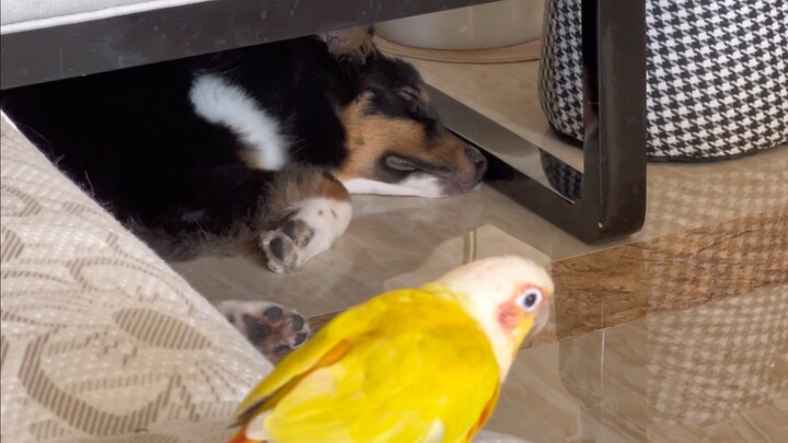 Các chú cún đều ngủ trưa đúng giờ, nhưng cứ ban ngày là Bode lại luôn bận rộn.