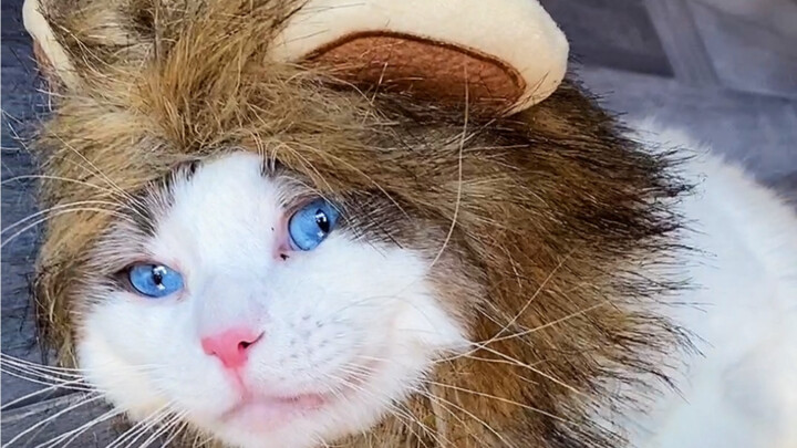 Why would anyone not like cats?