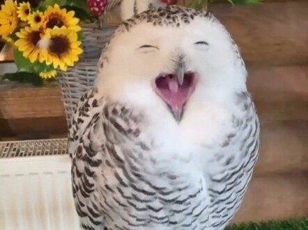 Several extreme owl-like appearances
