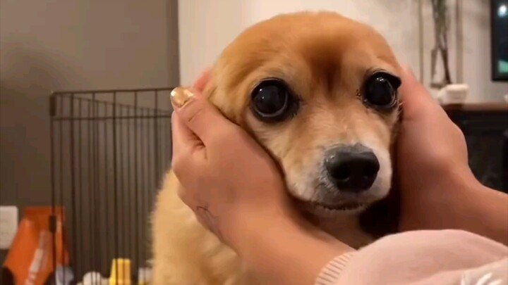 Guess how big Baobao’s ears are… Is that you, Ibu Baby?