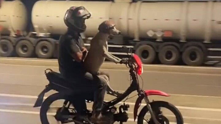 Those fun animal videos!