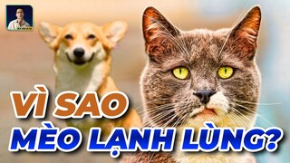 VÌ SAO MÈO LẠI CHẢNH?