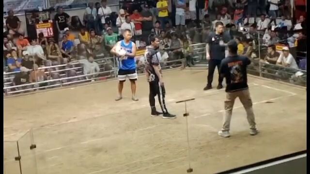 unang panalo sa sabungan☺️👌