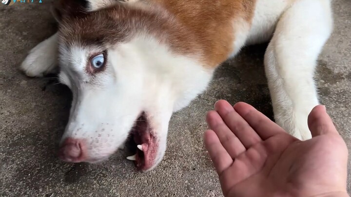 Ask the dog to give you the bone in its mouth—let's see how it reacts!