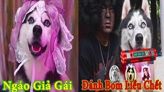 Thú Cưng TV | Ngáo Ngu Ngốc Và Đầu Gấu #2 | chó thông minh vui nhộn | Pets funny cute smart dog