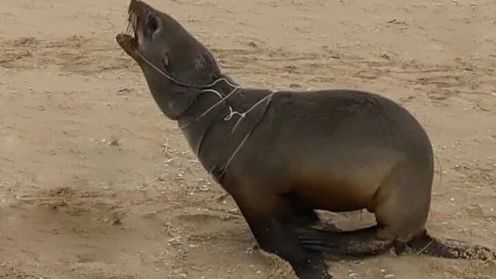 Giải cứu sư tử biển cái khổng lồ từ một cuộn dây câu thương mại lớn | Đội Bảo tồn Biển Namibia