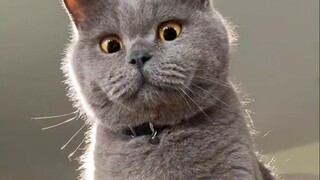Kucing ingin menjadi Raja Singa, jadi pemiliknya menciptakan "kerajaan" untuk kucing di rumah...