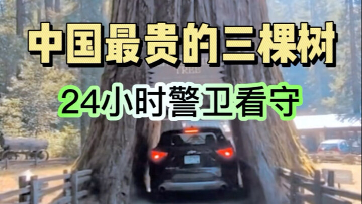 Ba cây đắt nhất Trung Quốc, chỉ một cành cây đã bán được 400 nghìn nhân dân tệ