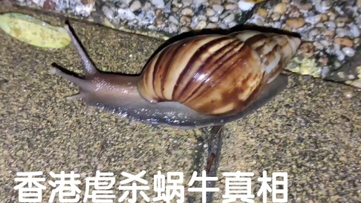 Hong Kong snail slaughter reappears; some content may cause discomfort