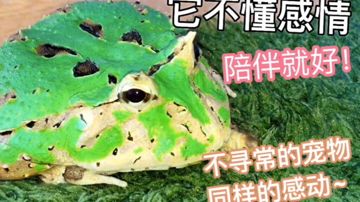 Selama 7 tahun, memelihara seekor katak sebagai hewan peliharaan—menyaksikannya tumbuh dan menua, se