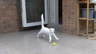 In four months, Xiaoqiang changed from a strong mouse to a strong dog.