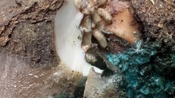 Extreme hoof trimming and small creature cleanup (please like, comment, and subscribe)
