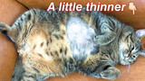 [Động vật]Mèo béo đang giảm cân!