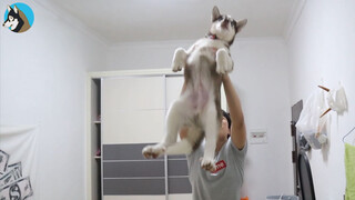 Dog|The Lifted Siberian Husky