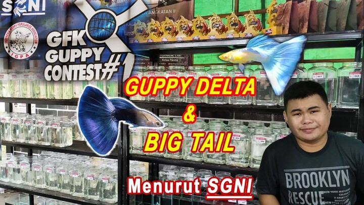 Kontes Ikan Guppy GFK & Pembahasan Ikan Guppy Delta & Big Tail