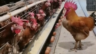 Cai Xukun's Concert Live