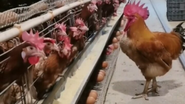 Hiện trường concert của Thái Từ Khôn