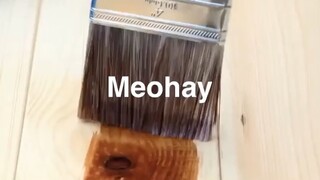 Mẹo đang học hỏi