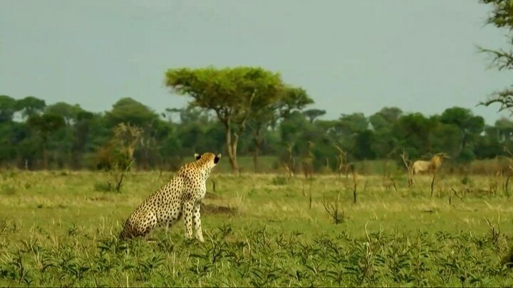 SERENGETI