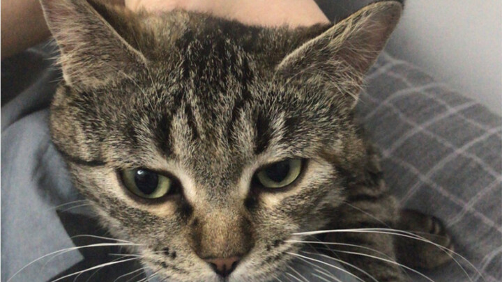 แมวน้ำตาลลายจุดตัวหนึ่งที่ฟังเข้าใจภาษาคน วันเดือน