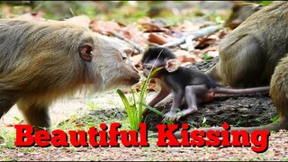 Beautiful Kissing, Cute Pigtail Monkey Love Baby Anya, You Are My Heart Baby, Baby Monkey Anya Happy