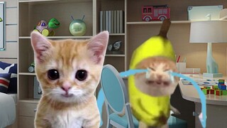 Mèo Chuối trước ngày tựu trường mà bài tập vẫn chưa viết được chữ nào!