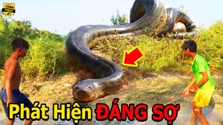 🔴Khóc Thét Với 10 Bí Ẩn Kinh Hoàng Của Loài Rắn Mà Nhà Khoa Học Phải Xanh Mắt Mèo Khi Tiết Lộ