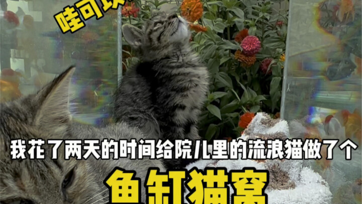 Membuat sarang kucing berbentuk akuarium besar untuk kucing liar di halaman rumah