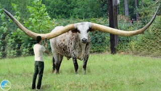 10 Loài Động Vật Có Cặp Sừng To Nhất Thế Giời Mà Bạn Không Nghĩ Chúng Có Tồn Tại
