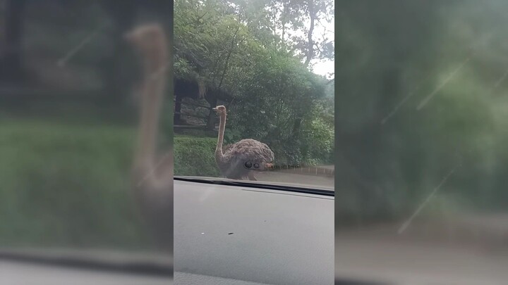 jalan jalan ke taman Safari bersama keluarga