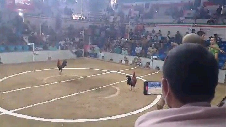 Berserker Gull Win Feb 7, 2026 2 hits ulutan champ Sta Rosa Mega Cockpit