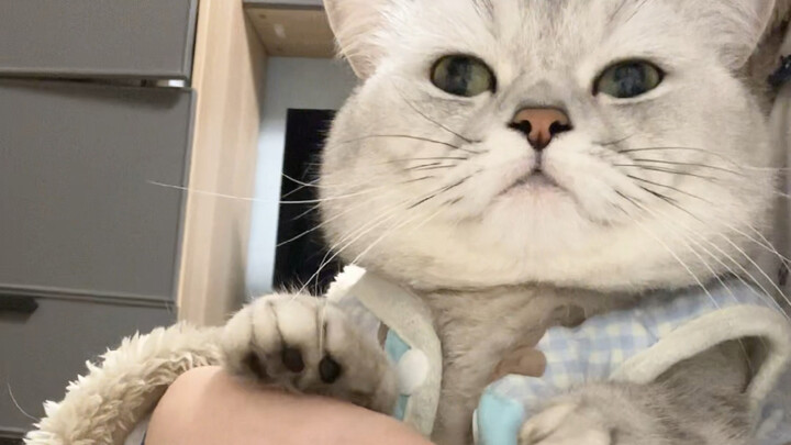 I’m the eldest, legitimate cat in the family!