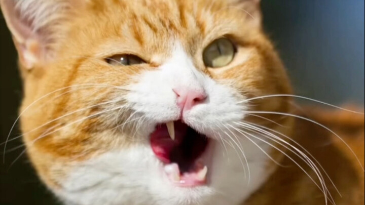 Kamu akan berkencan dengan kucing yang mana?