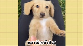 เพื่อนตัวน้อยแสนซน : หมาน้อยตัวป่วน